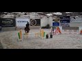 Cheval de CSO Ideaal beginnerspaard