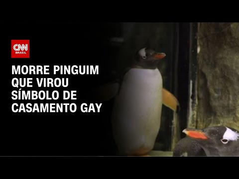 Morre pinguim que virou símbolo de casamento gay | LIVE CNN