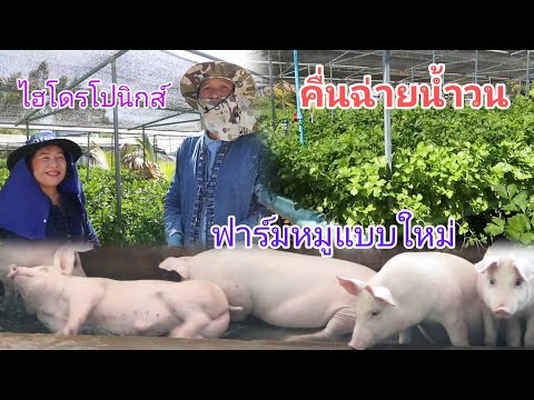 ปลื้มจัง channel ปลูกผักคื่นฉ่ายน้ำวนฟาร์มหมูแบบใหม่ลดเวลาการดูแลผักสลัดไฮโดร