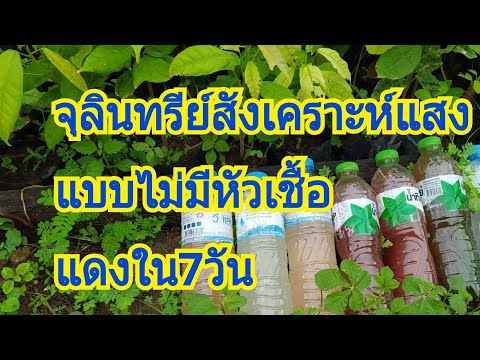 จุลินทรีย์สังเคราะห์แสงแบบไม่ม