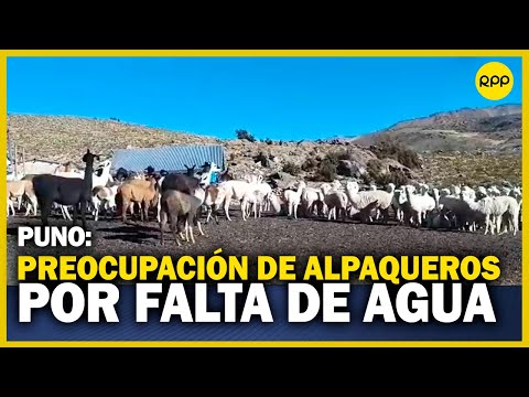 Representantes alpaqueros en Puno expresan su preocupación por falta de agua