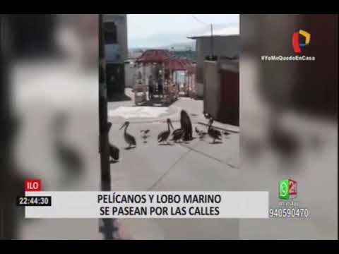Moquegua: lobo marino, pelícanos y gaviotas recorren las calles en cuarentena