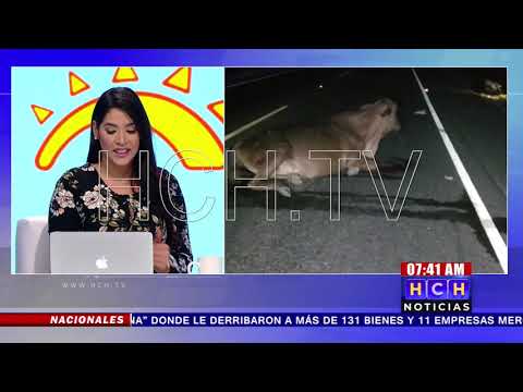Queda deshecho tras embestir una vaca en carretera de Choluteca a San Lorenzo