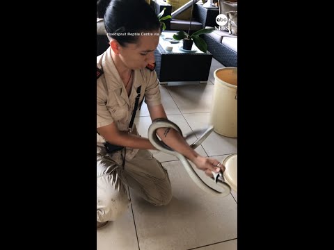 Snake catcher removes black mamba with her bare hands from South Africa house
