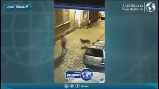 سيدة تتفاجئ بدب في الشارع