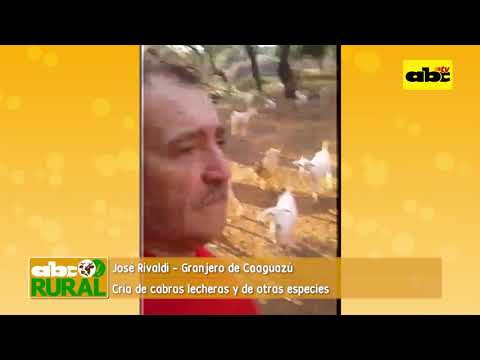 ABC Rural Programa 25: Cría cabras lecheras