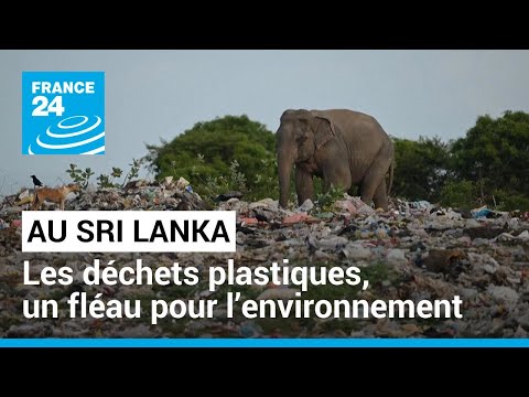 Sri Lanka : les déchets plastiques, un fléau pour l’environnement • FRANCE 24