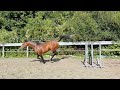 Show jumping horse 2.5 jarige springhengst te koop!