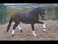 Dressage horse (VERKOCHT) Talentvolle 2,5-jarige dressuurmerrie