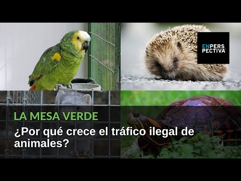 Tráfico ilegal de animales: ¿Por qué está en aumento? ¿Qué impacto ambiental puede tener?