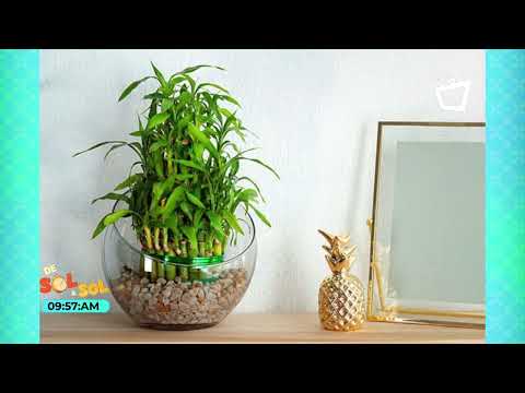 Plantas de agua para decorar tu oficina y hogar