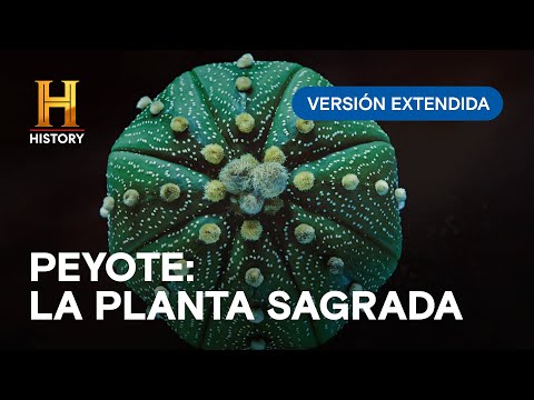 PEYOTE, LA PLANTA SAGRADA - INEXPLICABLE LATINOAME?RICA