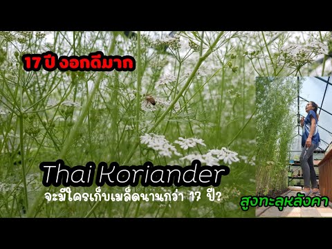 17-ปี-ผักชีหอมไทย-(Thai-Korian 17-ปี-ผักชีหอมไทย-(Thai-Korian