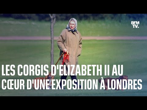 Les corgis d'Elizabeth II au cœur d'une exposition à Londres, 6 mois après la mort de la reine