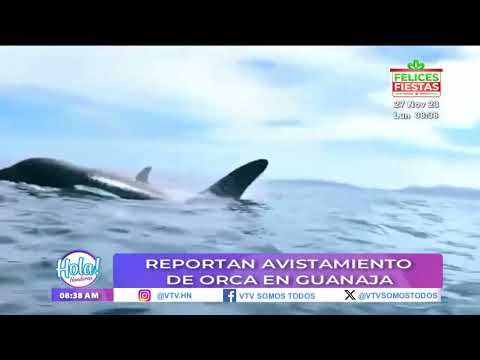 Reportan avistamiento de orca en guanaja
