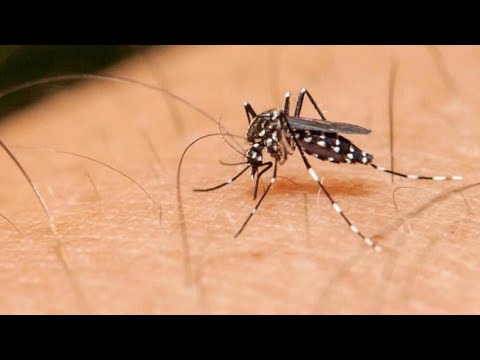 Dengue: Una lucha que no debemos descuidar
