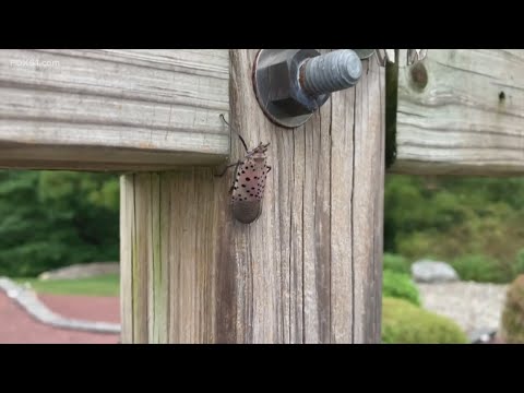 Spotted Lanternfly could impact honey production in Connecticut