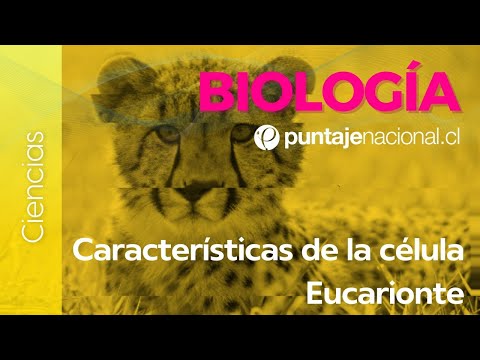 PAES | Biología | Características de la célula Eucarionte