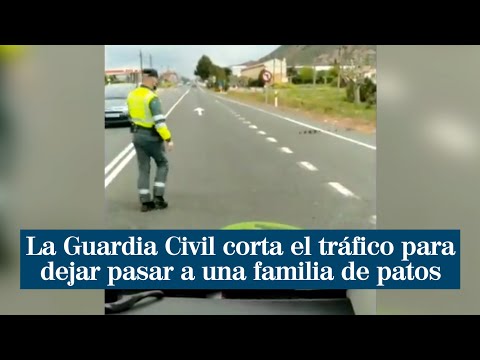 La Guardia Civil corta el tráfico para dejar pasar a una familia de patos