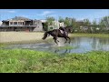 Show jumping horse Knappe merrie met potentieel