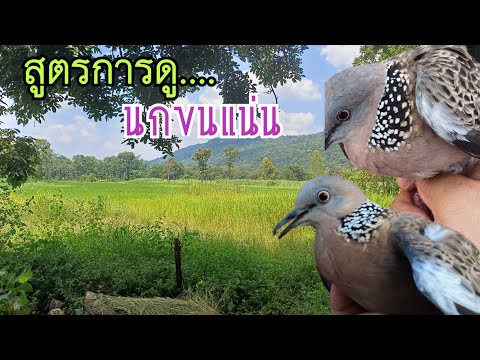 สุตรการดูนกเขาใหญ่....ขนแน่น..