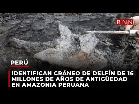 Identifican cráneo de delfín de 16 millones de años de antigüedad que habitó en Amazonia de Perú