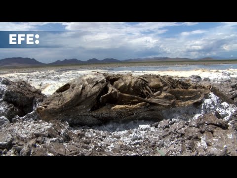 La falta de lluvia seca tres lagunas en el norte México y mata a miles de peces