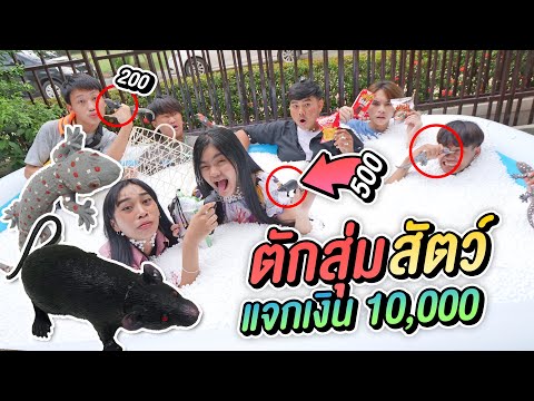สุ่มตักในบ่อโฟม-สัตว์เลื้อยคลา สุ่มตักในบ่อโฟม-สัตว์เลื้อยคลา