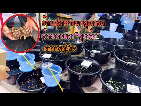 Zing’sDayIร้านขายปลาหางนกยู