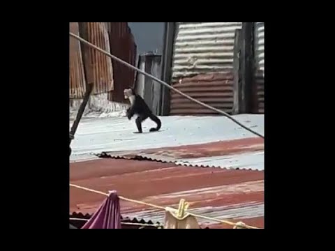 Monos capuchinos han sido rescatados en zona 6