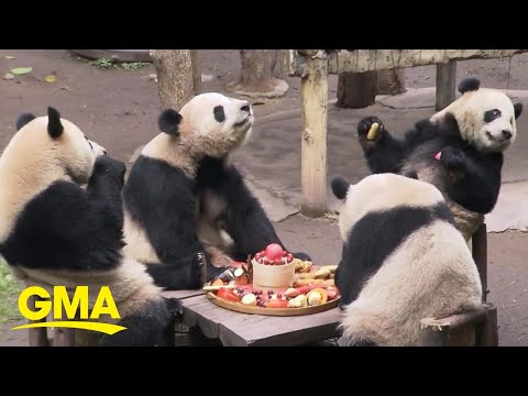 Meet China’s beloved celebrity pandas
