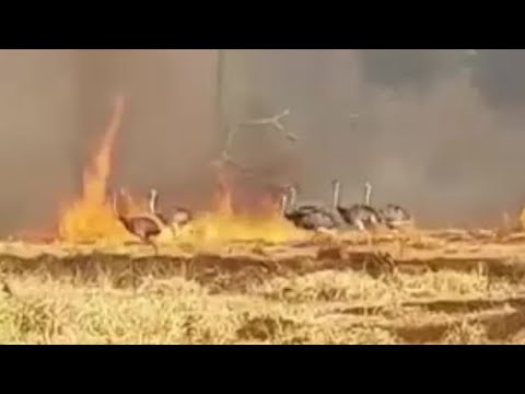 Chaco: Bomberos entre el viento y el fuego