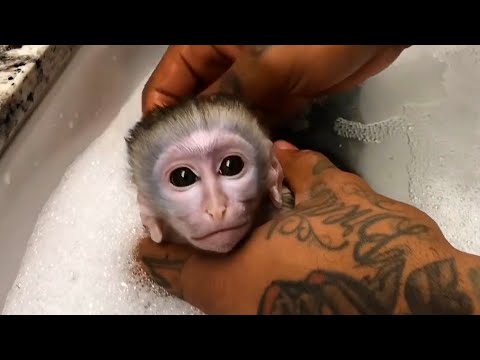 Procedimientos para bañar, cuidar y criar monos