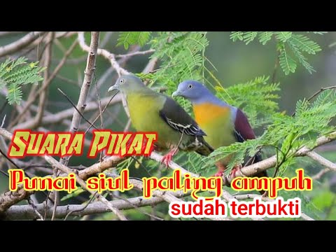 Suara Punai Siul, Mp3 Punai Bakou paling ampuh 💯% buat Pikat
