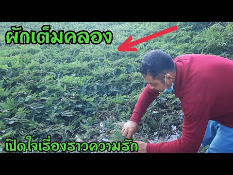 เก็บผักไปด้วยพร้อมฟังเรื่องราว เก็บผักไปด้วยพร้อมฟังเรื่องราว