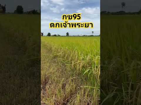 กข95​ดก​เจ้าพระยา​|ข้าวสวยสม