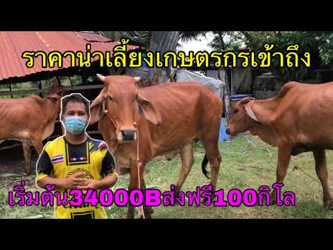 เปิดวัวสาวแดงยกคอก-ราคาน่าเลี้ เปิดวัวสาวแดงยกคอก-ราคาน่าเลี้