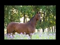 Dressuurpaard Te koop aangeboden veelzijdige merrie Z dressuur en fijn buitenritten paard