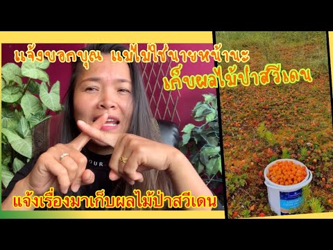 แจ้งข่าวบอกบุญสำหรับคนที่อยากม แจ้งข่าวบอกบุญสำหรับคนที่อยากม
