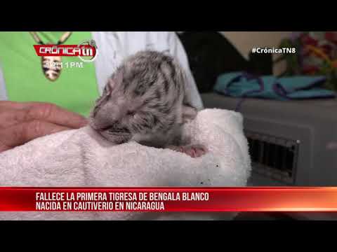 Muere primera tigresa de bengala nacida en cautiverio en Nicaragua