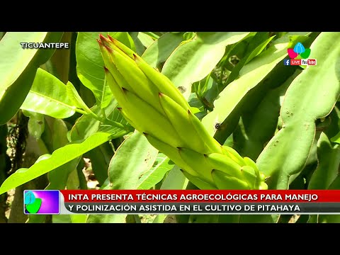 INTA presenta técnicas agroecológicas para manejo y polinización asistida en el cultivo de pitahaya
