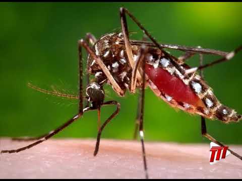 Dengue Cases Decline Due To Public Health Measures