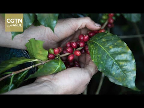 Santa Rosa de Copán, la capital del buen café de Honduras