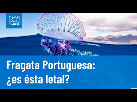 Fragata Portuguesa: ¿es letal su picadura? RCN Radio