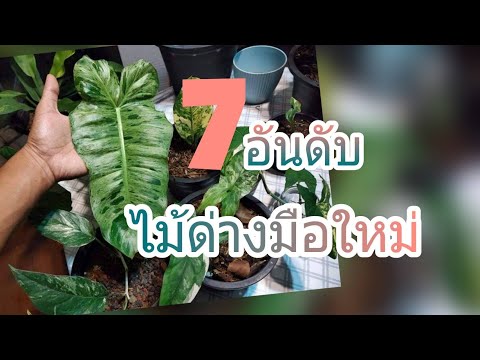 7-อันดับไม้ด่าง-มือใหม่หัดเล่น 7-อันดับไม้ด่าง-มือใหม่หัดเล่น