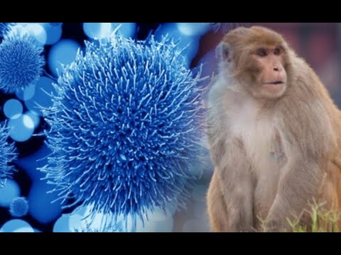 Confirman tres nuevos casos de viruela del mono