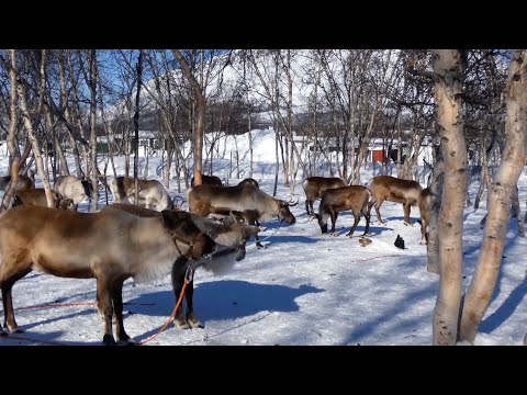 Los Saami ponen la guinda al documental conquense 'El último confín'
