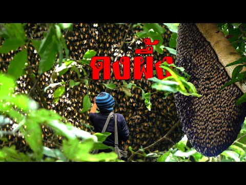 HONEYHUNTING8รังรวดนี่มันด