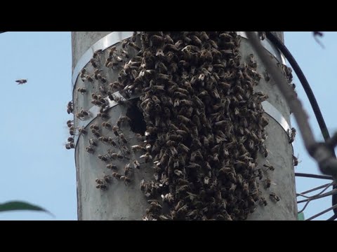Preocupación en Cañazas Abajo por ataque de abejas africanas