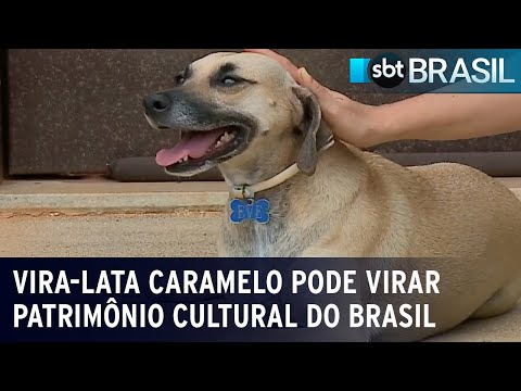 Vira-lata caramelo pode virar patrimônio cultural imaterial do Brasil | SBT Brasil (02/02/24)